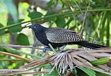 Pheasant Coucal